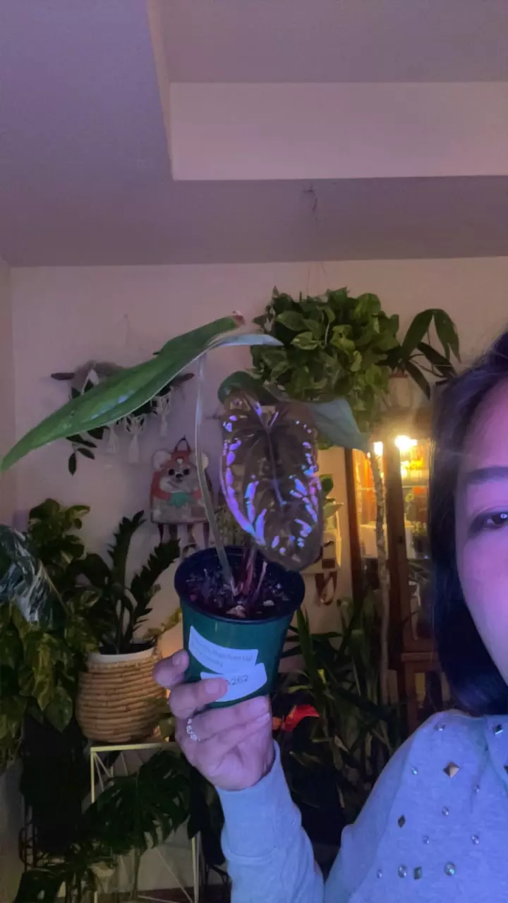 plant/Anthurium gigi-0