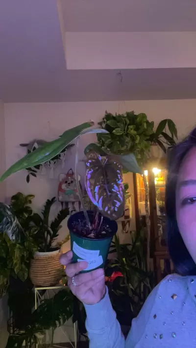 plant/Anthurium gigi-0-thumbnail