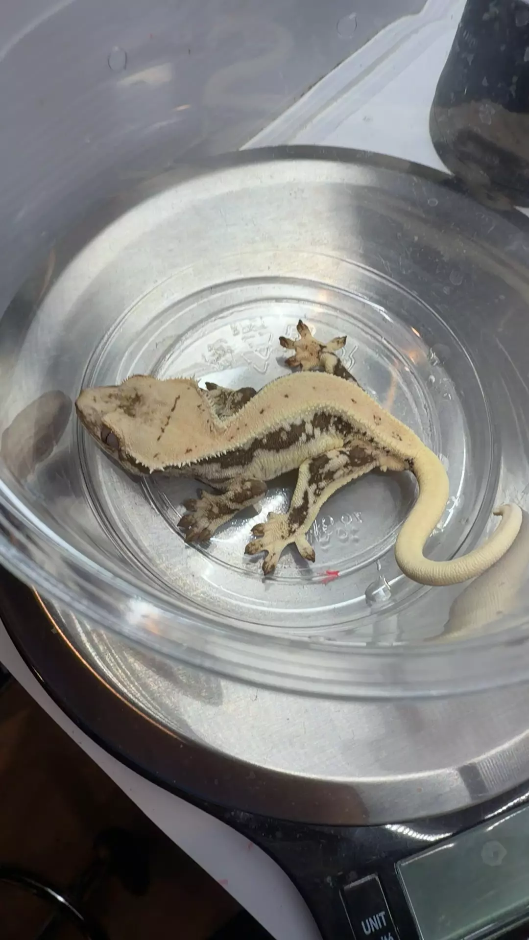 plant/13g pores ghost Lilly-0