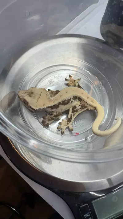 plant/13g pores ghost Lilly-0-thumbnail