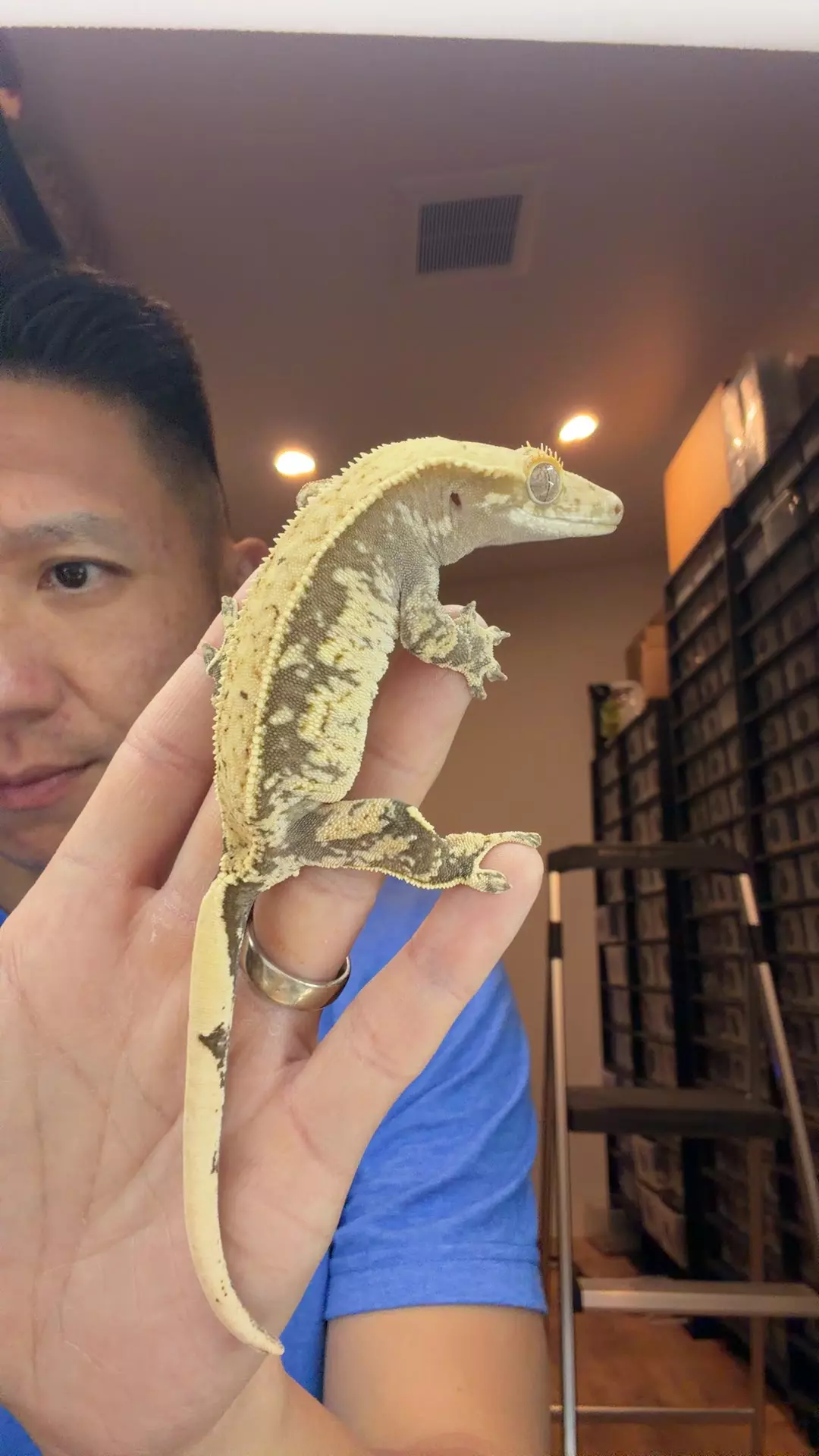 plant/28g female Hyperion x rose-0