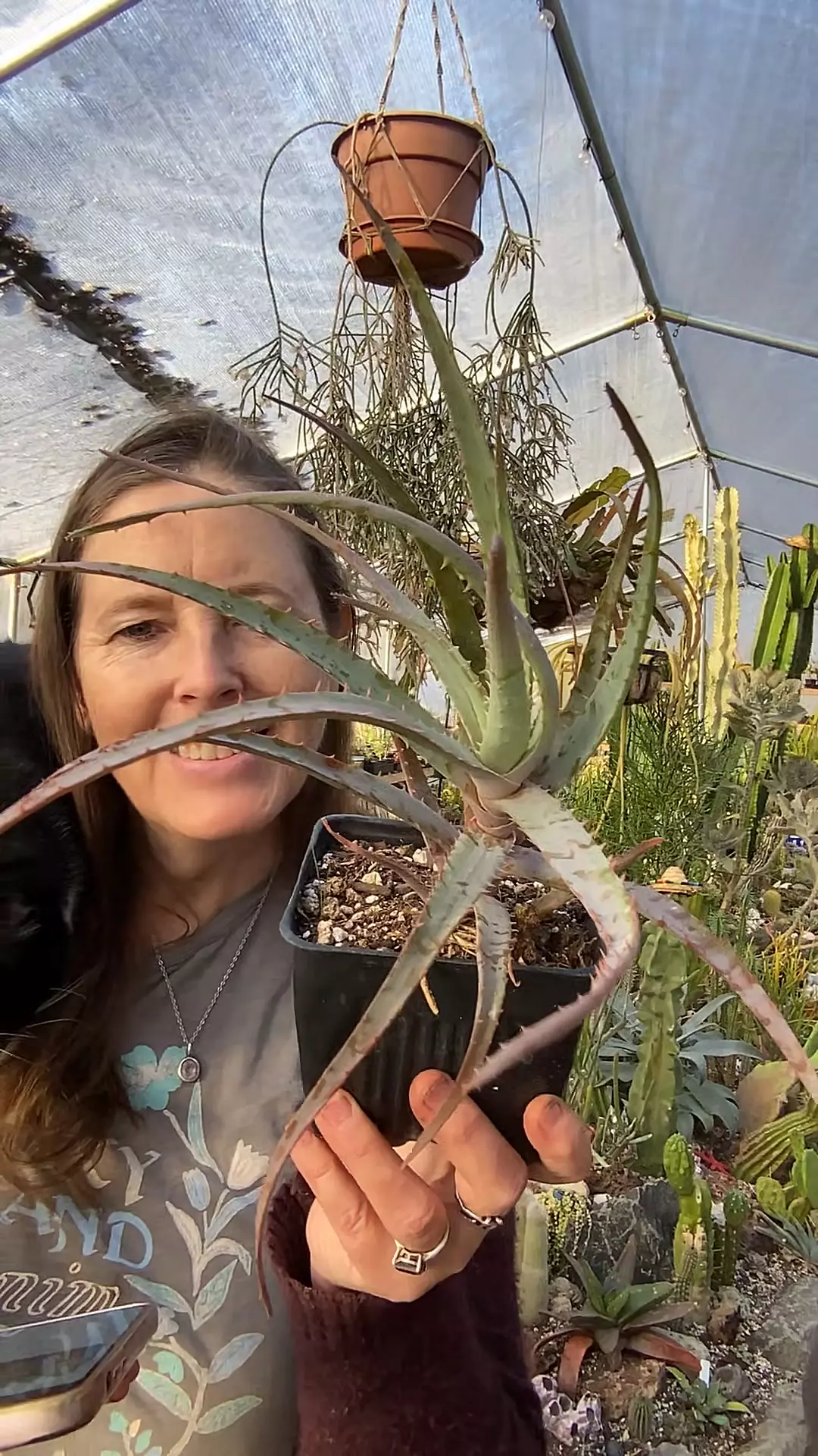 plant/Aloe Blue Elf 5”-0