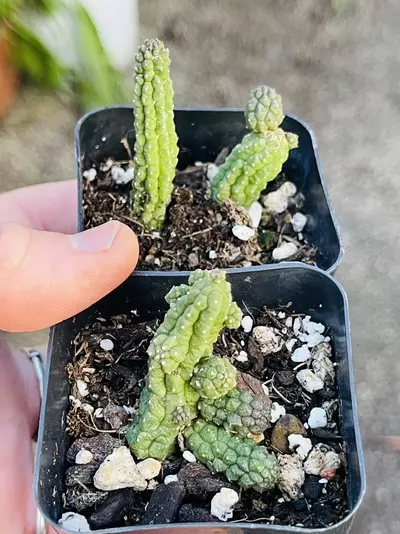 plant/Echidnopsis 2”-0-thumbnail
