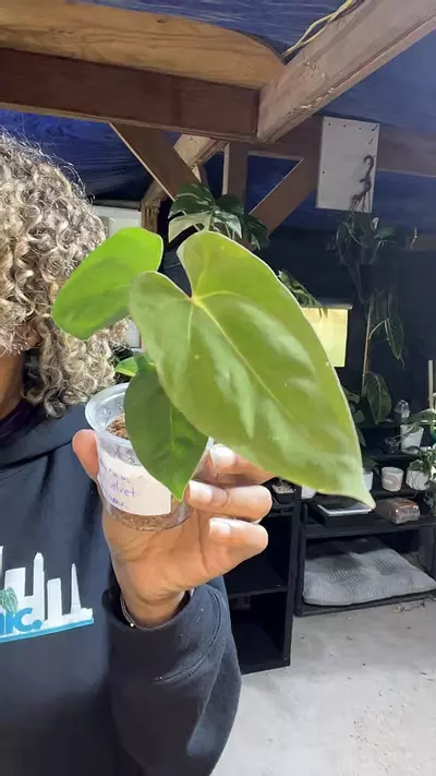 plant/anthurium BVEP-0-thumbnail