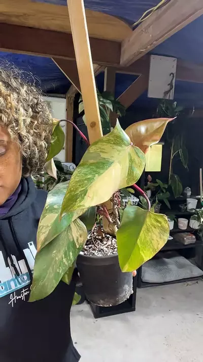 plant/philodendron strawberry shake-0-thumbnail