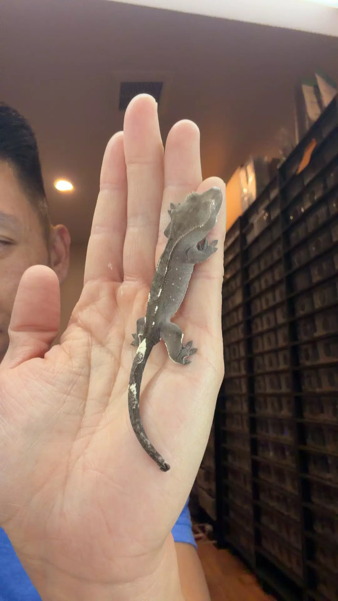 plant/4g Unsexed Axanthic-0