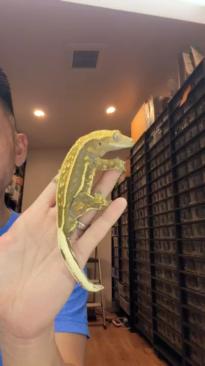 plant/45g rtb male venom het eb-0-thumbnail