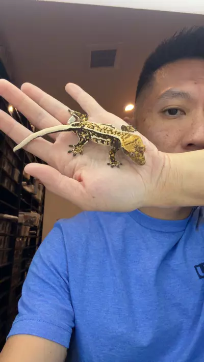 plant/13g male genos x ponyo-0-thumbnail