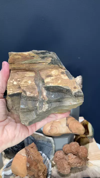plant/petrified wood-0-thumbnail