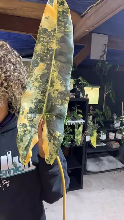 plant/variegated Billie cutting-0-thumbnail