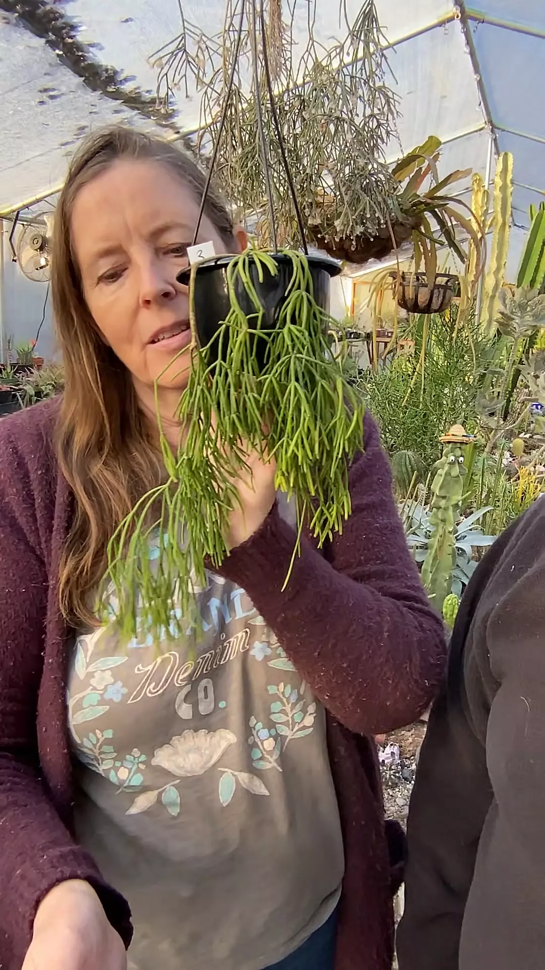 plant/Rhipsalis Clavata 4.5” Rare-0