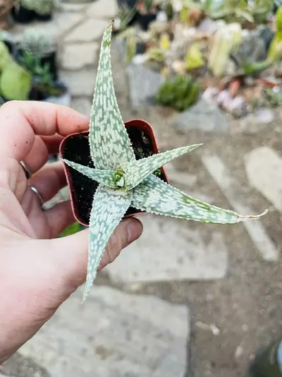 plant/Aloe White Beauty 2”-0-thumbnail