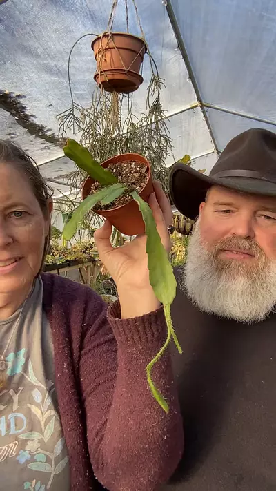 plant/Red Orchid Cactus 3.5”-0-thumbnail