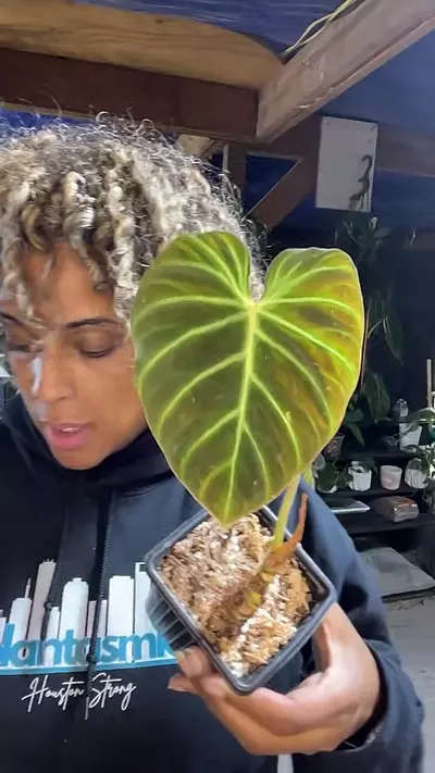 plant/verrucosum-0-thumbnail