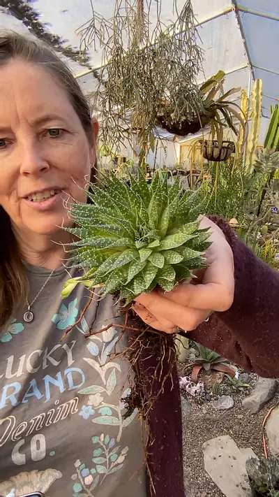 plant/Lace Aloe 4”-0-thumbnail