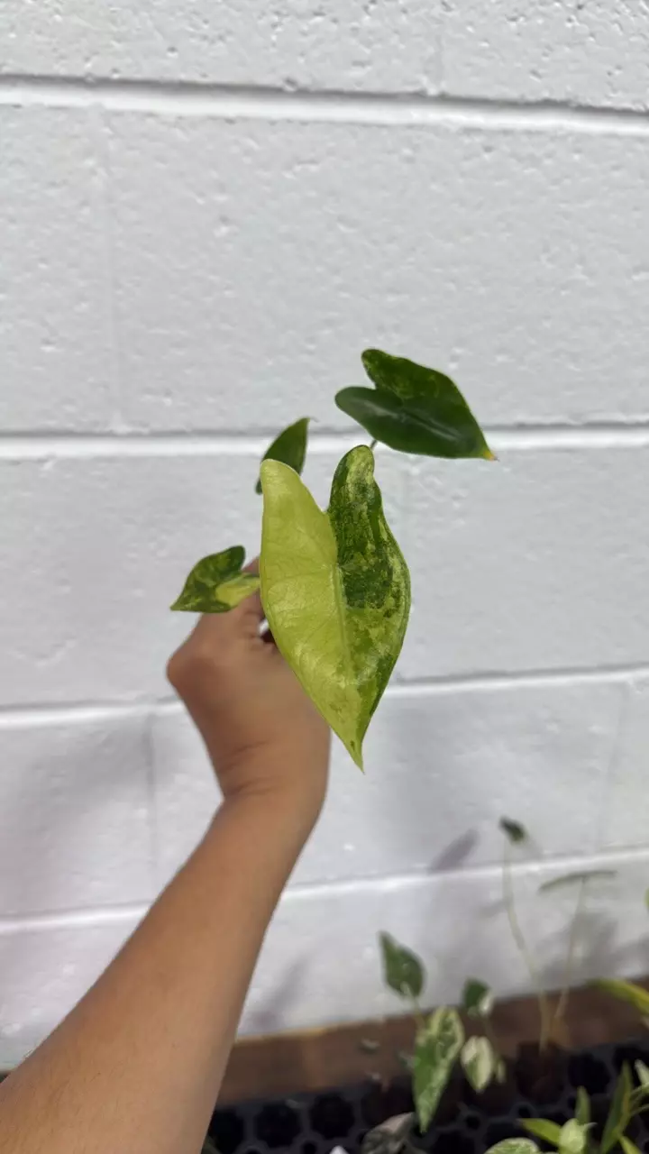 plant/Alocasia zebrina variegated 3” GC-0