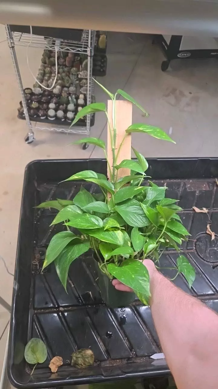 plant/Golden Pothos - Seller's Choice-1