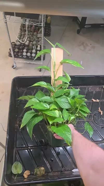 plant/Golden Pothos - Seller's Choice-1-thumbnail