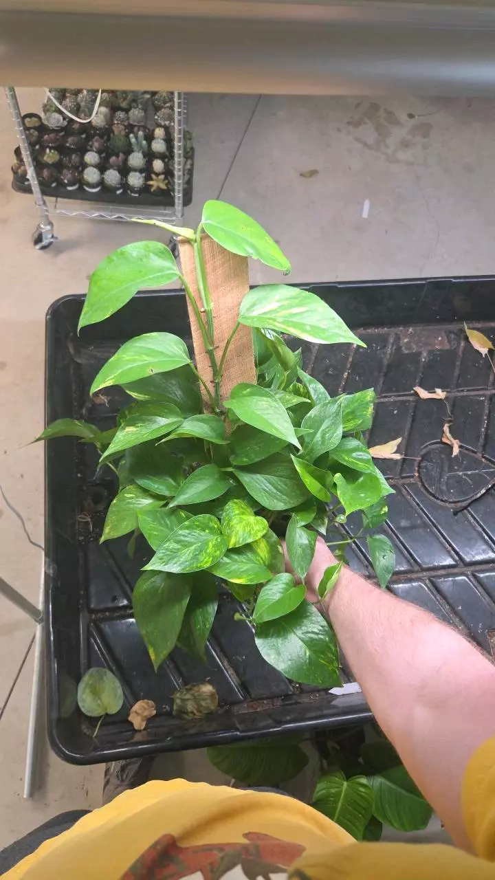 plant/Golden Pothos - Seller's Choice-0