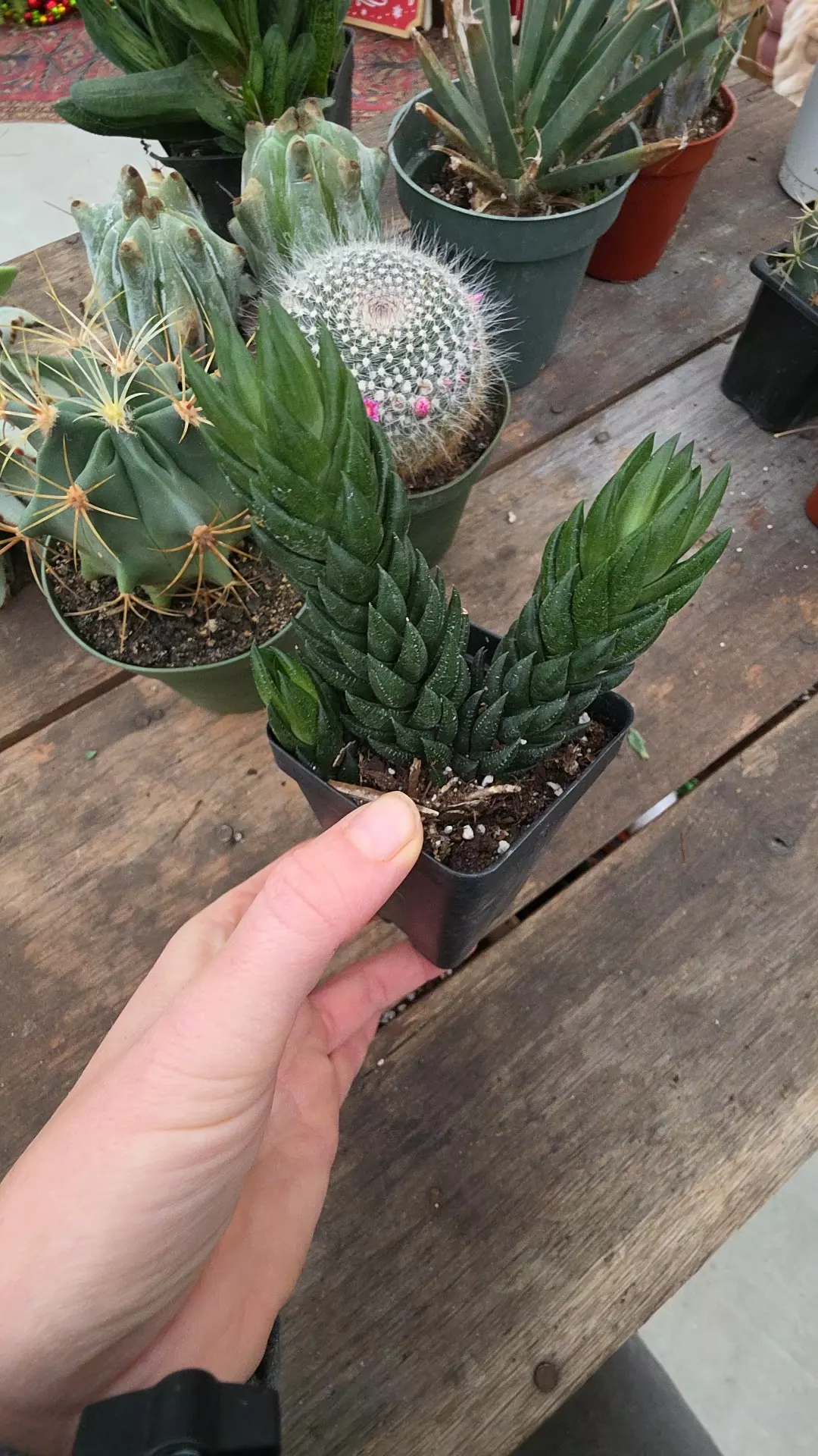 plant/gasteria #416-0