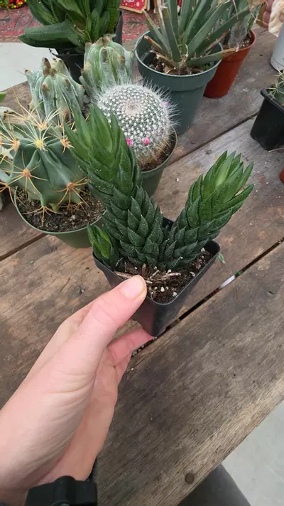 plant/gasteria #416-0-thumbnail