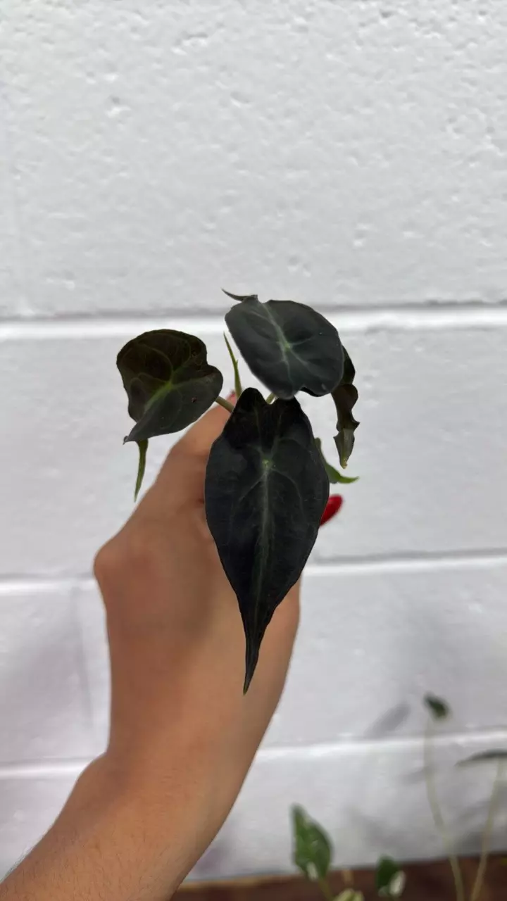 plant/Alocasia venom GC plug rooted-0