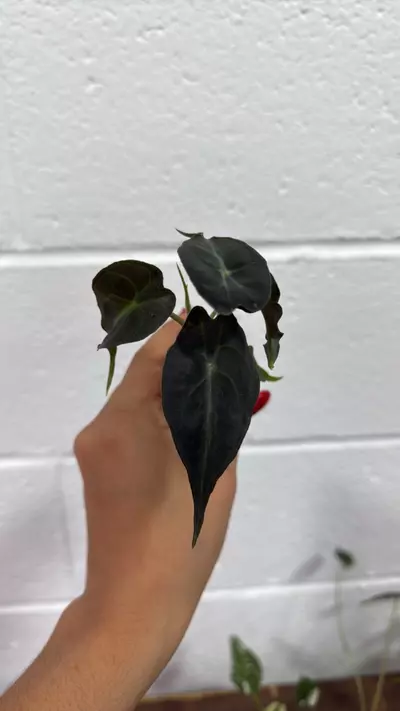 plant/Alocasia venom GC plug rooted-0-thumbnail