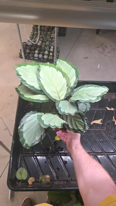plant/Calathea Roseopicta Corona - Seller's Choice-0-thumbnail