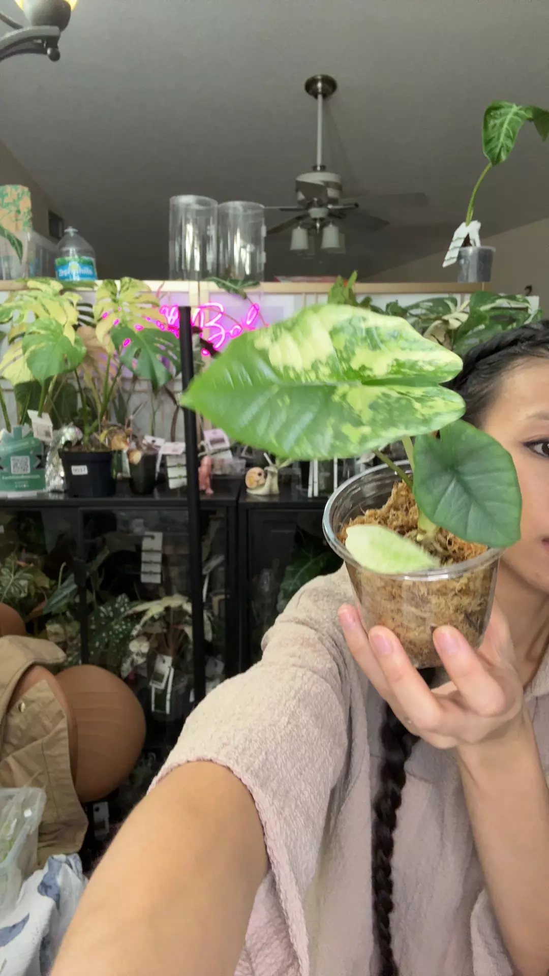 plant/#0157 platinum 3 leaves with offshoot-0