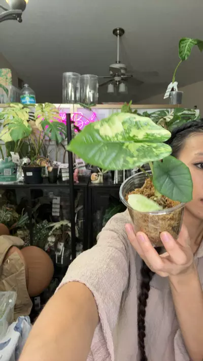 plant/#0157 platinum 3 leaves with offshoot-0-thumbnail