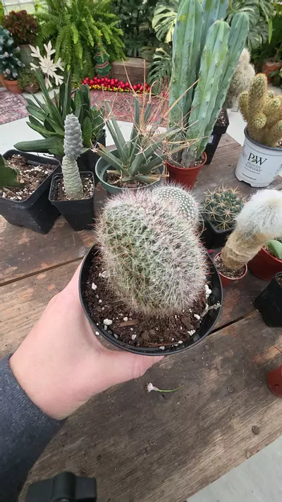 plant/Crested mamm-0-thumbnail