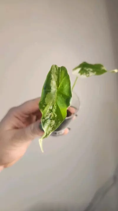 plant/3517 Simpo albo-0-thumbnail