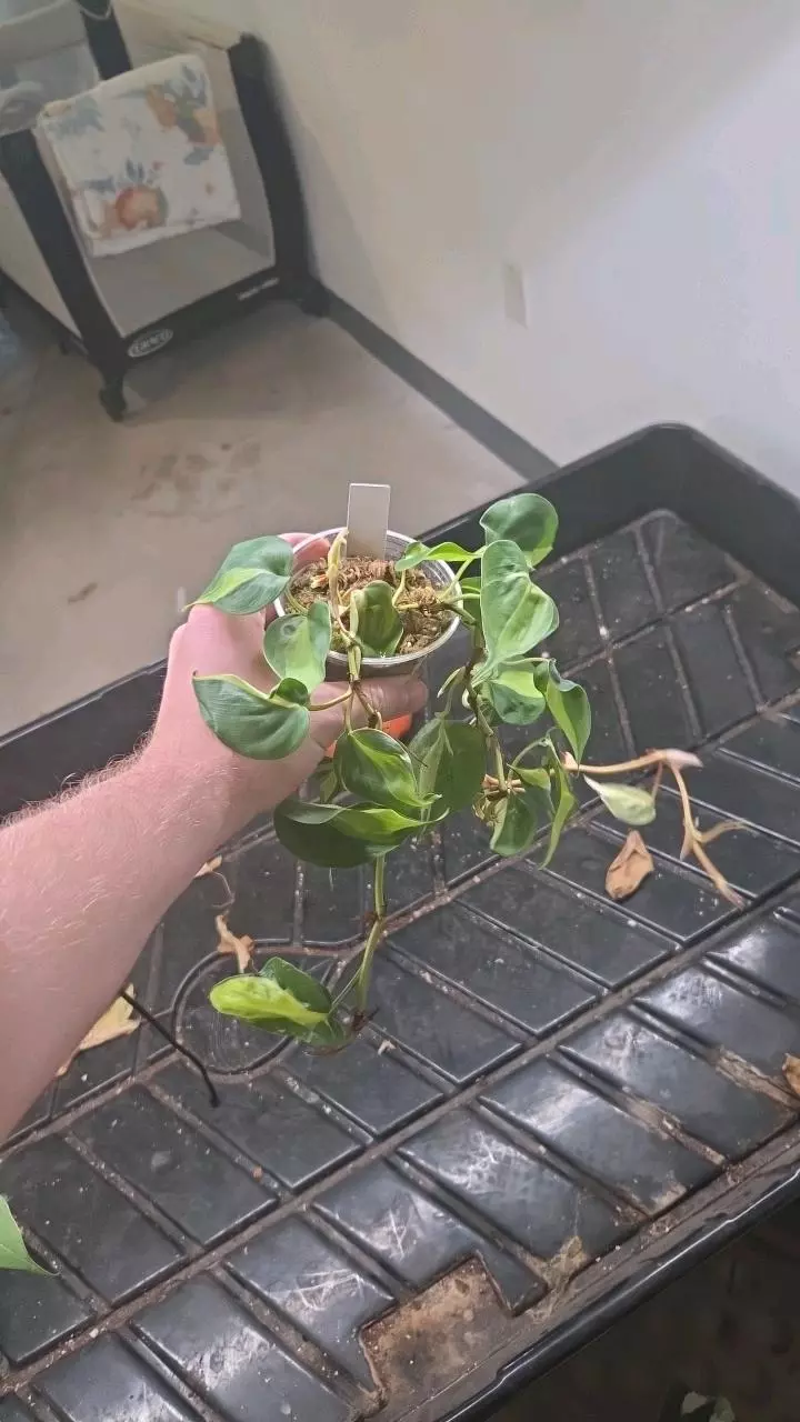 plant/Philodendron Brasil Cream Spash - Seller's Choice-0