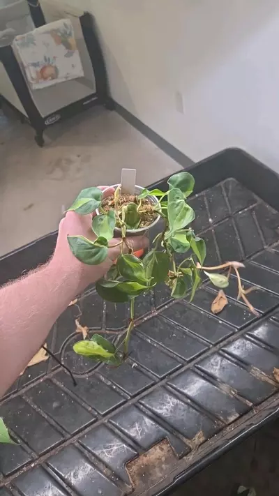 plant/Philodendron Brasil Cream Spash - Seller's Choice-0-thumbnail