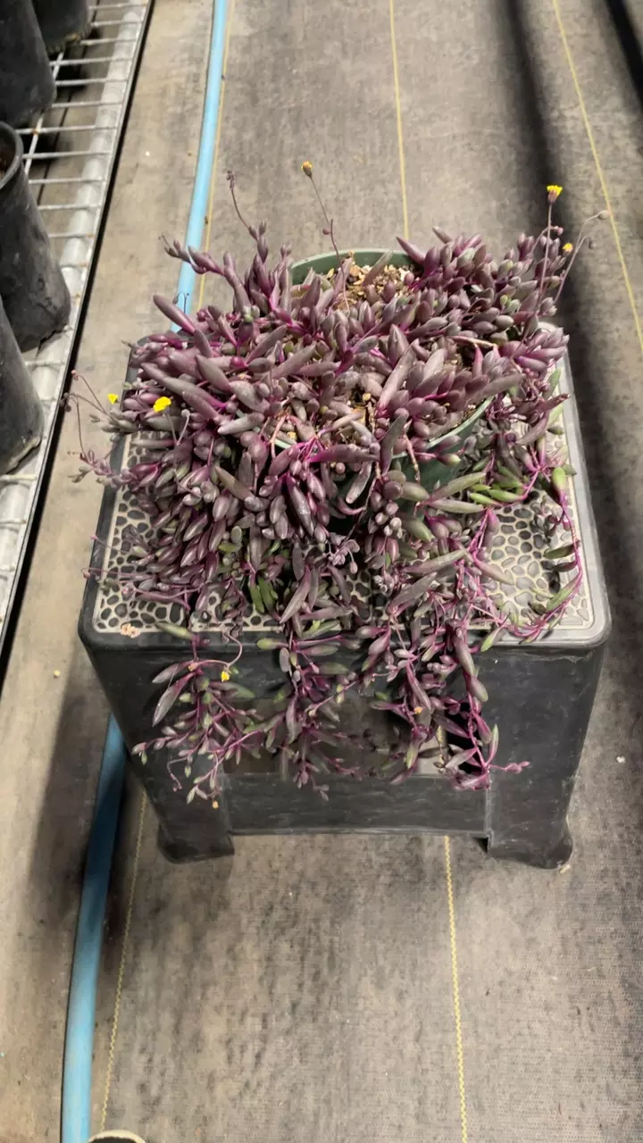 plant/String of Ruby 6”-0