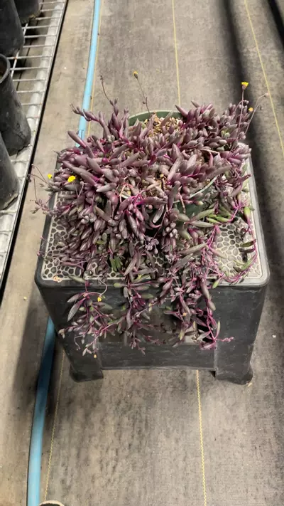 plant/String of Ruby 6”-0-thumbnail