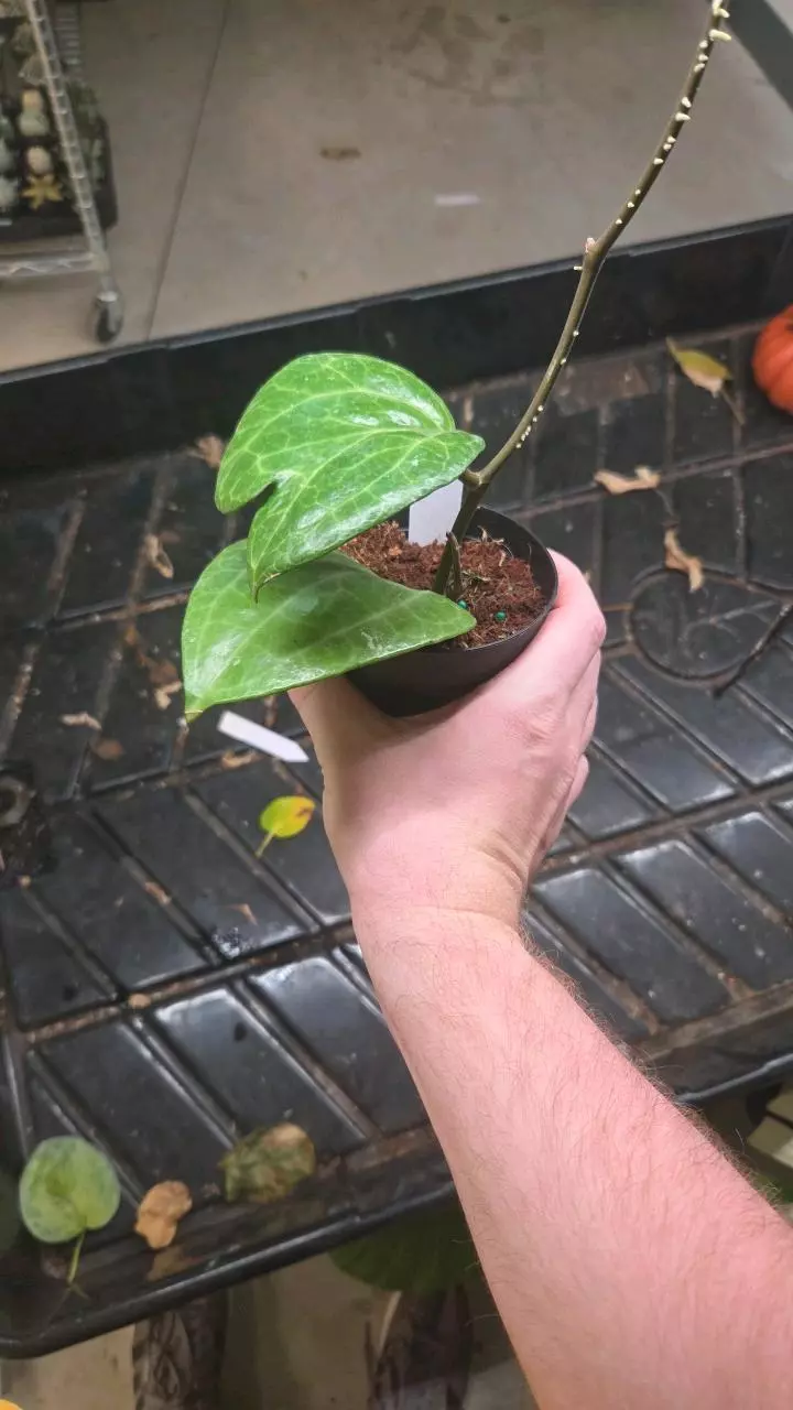 plant/Hoya Sarawak - Seller's Choice-1