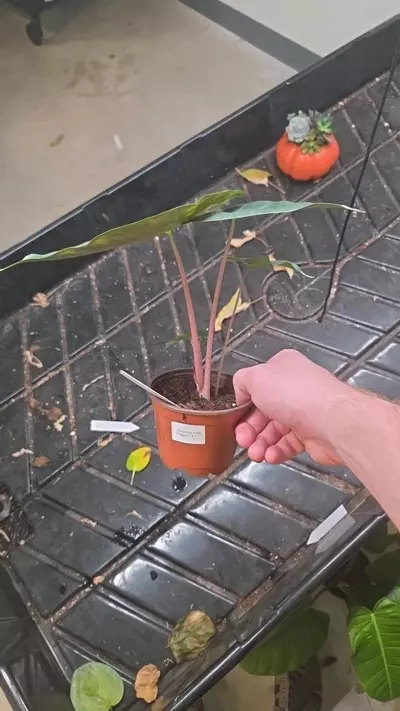 plant/Alocasia Pink Dragon - Seller's Choice-1-thumbnail