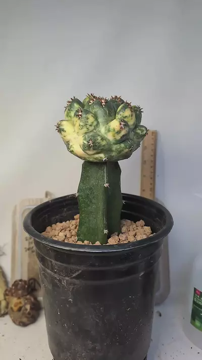 plant/h134 vari Cory tanshi on graft gal pot-0-thumbnail