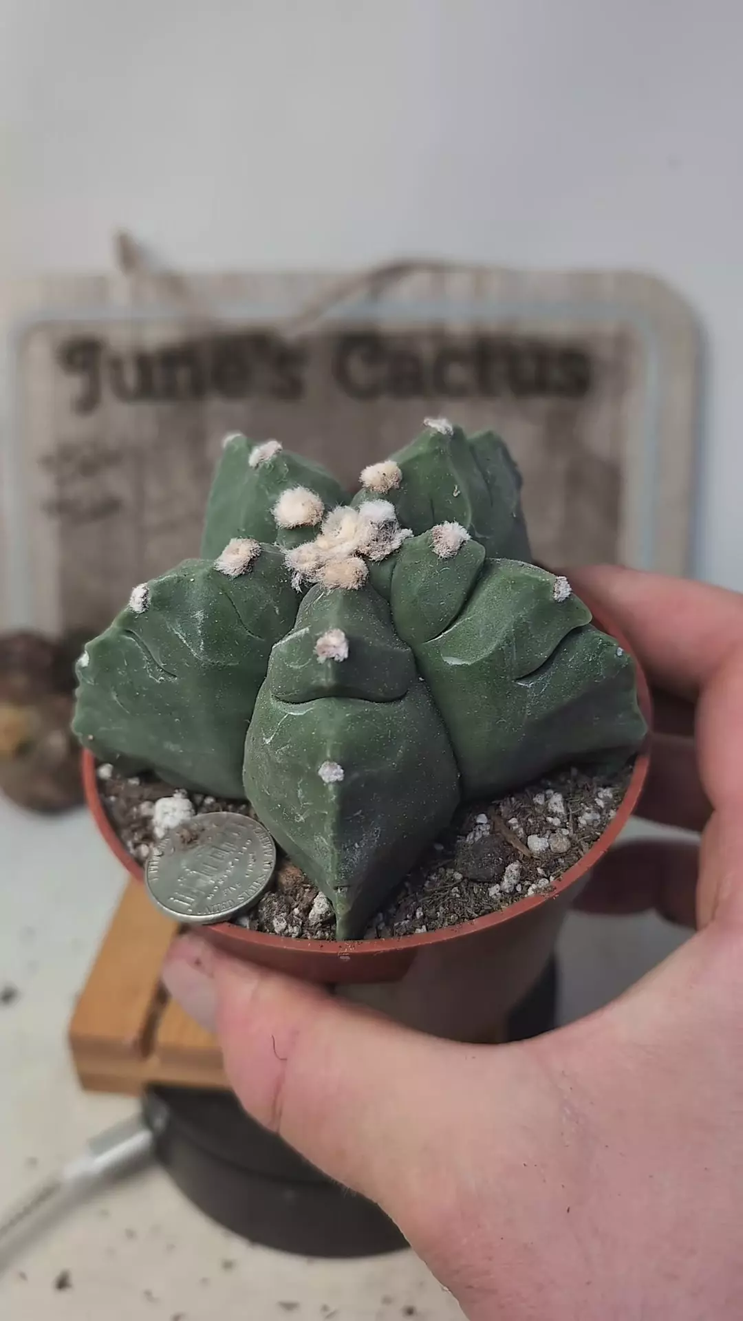 plant/h123 Astro myrio kikko 4" pot-0