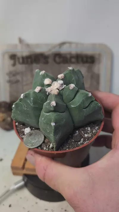 plant/h123 Astro myrio kikko 4" pot-0-thumbnail