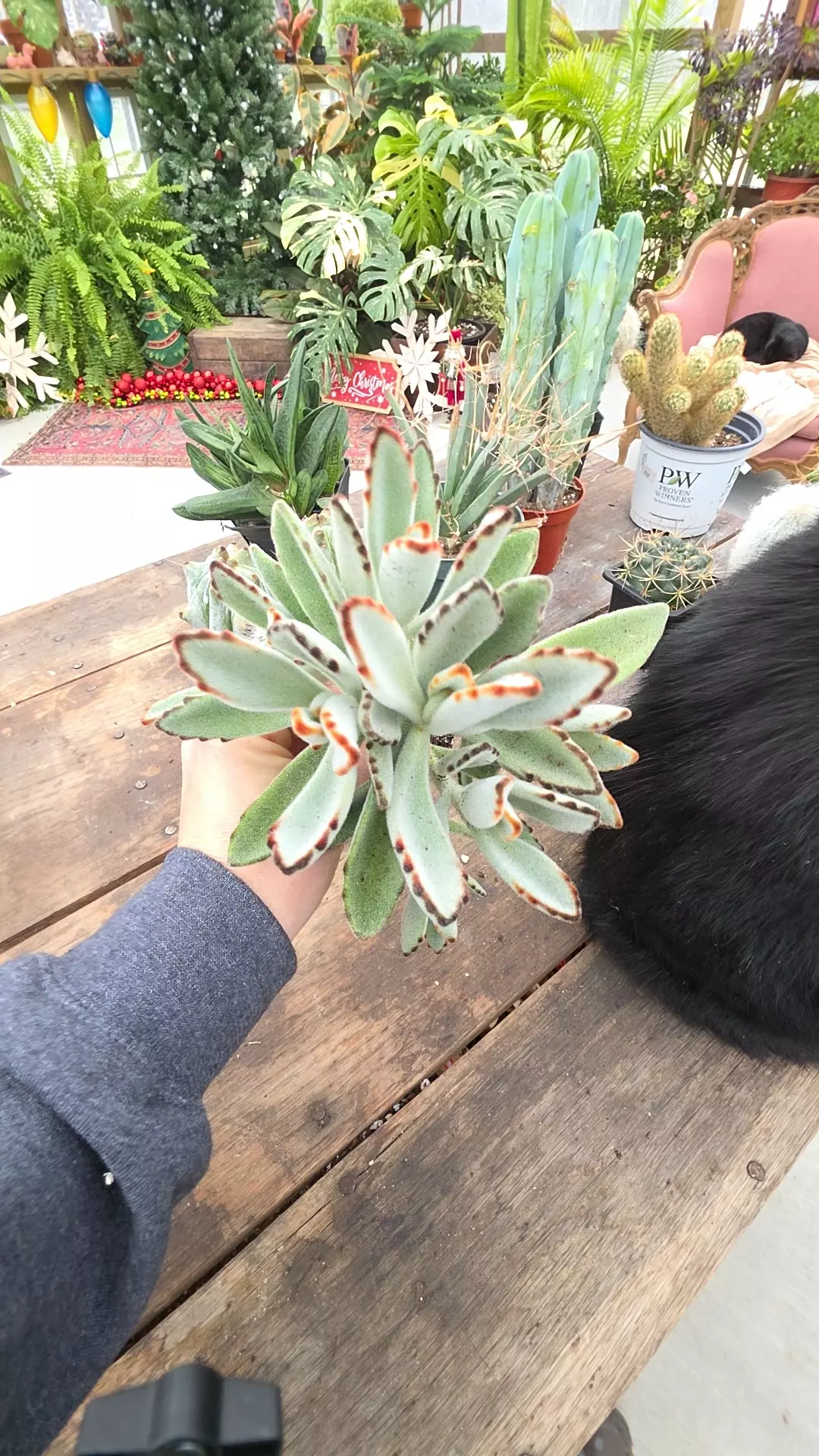 plant/kalanchoe cutting-0
