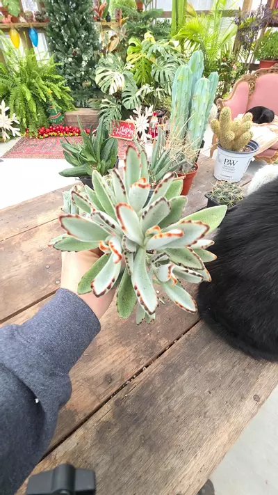 plant/kalanchoe cutting-0-thumbnail