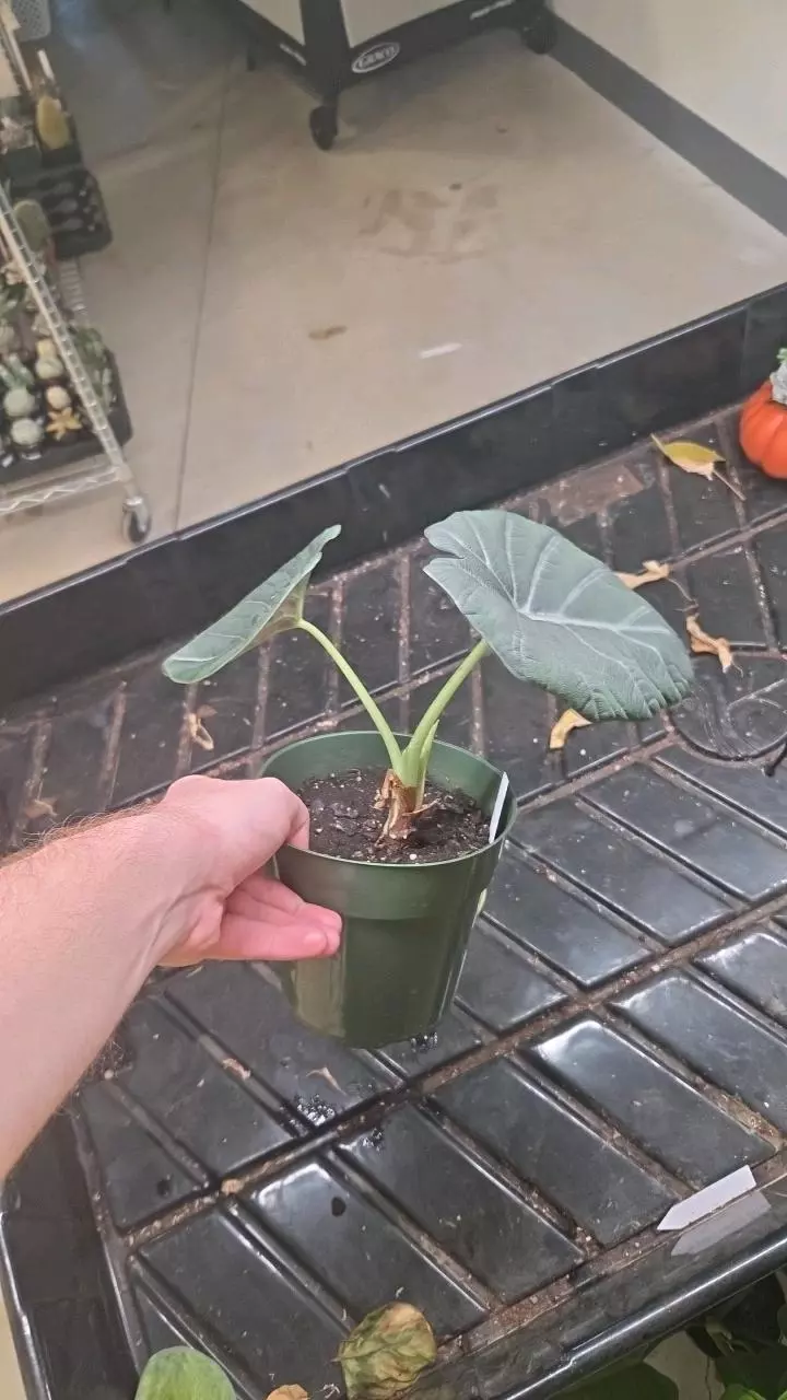 plant/Alocasia Maharani - Exact Plant-1