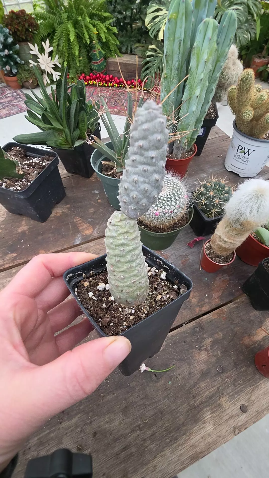 plant/pinecone cactus-0