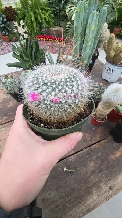 plant/Pink blooming mamm-0-thumbnail