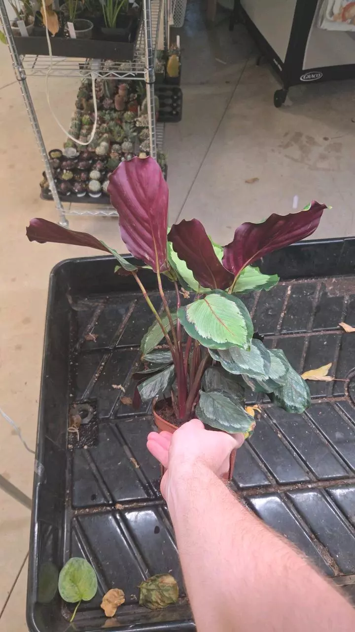 plant/Calathea Roseopicta Corona - Seller's Choice-1
