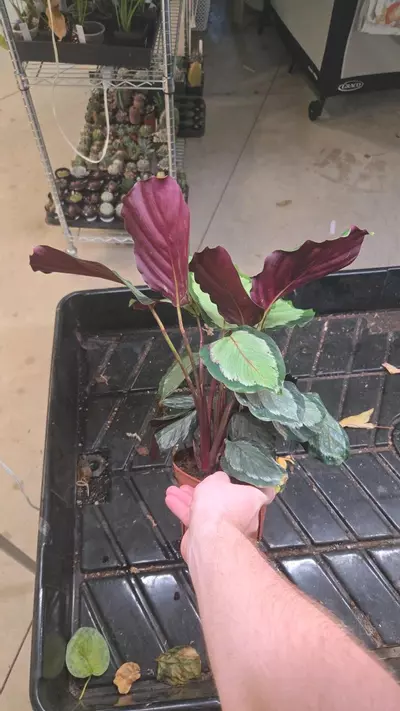 plant/Calathea Roseopicta Corona - Seller's Choice-1-thumbnail
