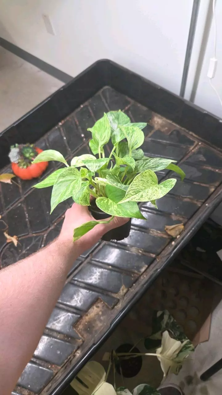 plant/Pothos Marble - Seller's Choice-1
