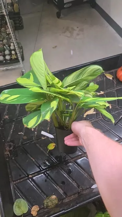 plant/Calathea Pilosa - Seller's Choice-1-thumbnail